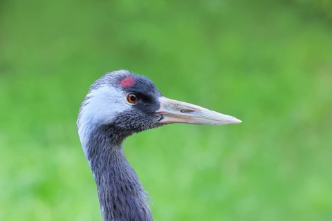 Crane (Grus grus), close-up of a crane, portrait, captive, Bavarian Forest National Park, Bavaria,
