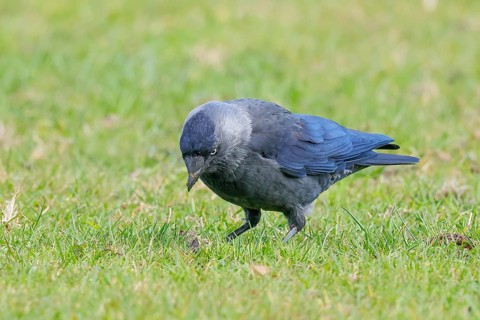 Jackdaw (Corvus monedula), adult bird foraging in a meadow, wildlife, birds, raven, Baltic Sea
