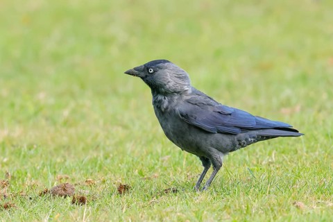 Jackdaw (Corvus monedula), adult bird foraging in a meadow, wildlife, birds, raven, Baltic Sea