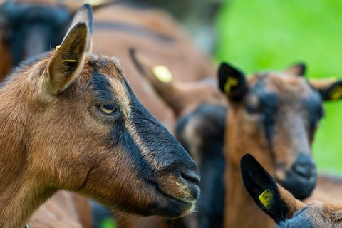 Domestic goat (Capra aegagrus hircus), Laterns, Laternser Tal, Vorarlberg, Austria