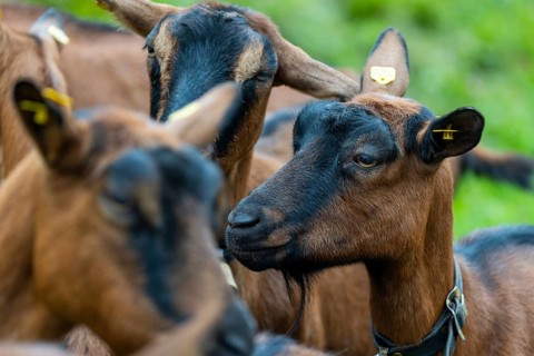 Domestic goat (Capra aegagrus hircus), Laterns, Laternser Tal, Vorarlberg, Austria