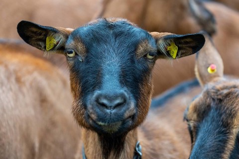 Domestic goat (Capra aegagrus hircus), Laterns, Laternser Tal, Vorarlberg, Austria