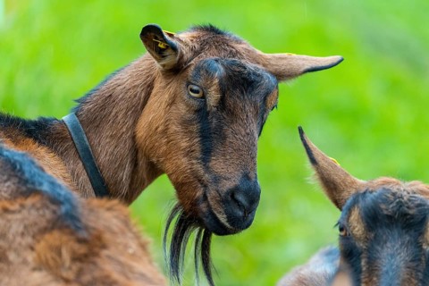 Domestic goat (Capra aegagrus hircus), Laterns, Laternser Tal, Vorarlberg, Austria