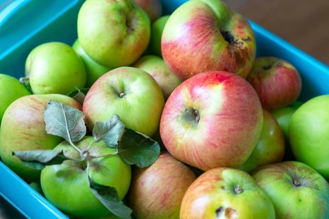 Freshly picked cooking apples harvested in blue storage box