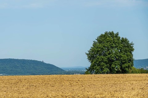 Wide field with a large tree, distant mountains on the horizon under a clear sky,