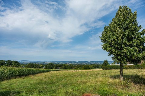 A wide landscape with a prominent tree and clouds in the sky, Bielefeld, Westphalia, North