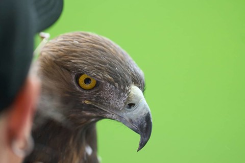Football Bundeliga Eintracht Frankfurt-Union Berlin. The eagle Attila, heraldic animal of Eintracht