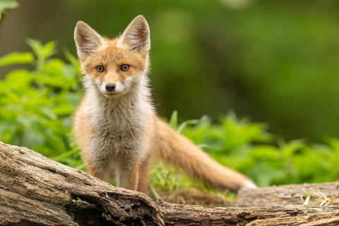 Red fox (vulpes vulpes), juvenile, looking forwards, Ormoz, Slovenia