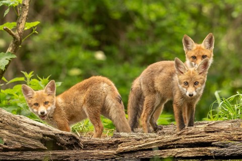 Three red fox pups (vulpes vulpes), juvenile, camera view, Ormoz, Slovenia