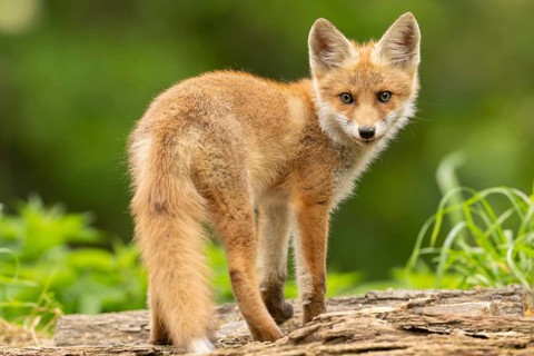 Red fox (vulpes vulpes), juvenile, looking backwards, Ormoz, Slovenia