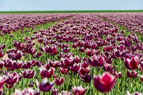 Blooming tulip field with intense purple colours under a clear sky, Faded tulip field in the