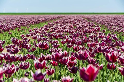 A wide field full of blooming purple tulips in front of a light blue sky, Faded tulip field in the