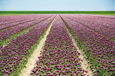 Orderly rows of tulips in rich purple stretch to the horizon, Faded tulip field in the province of