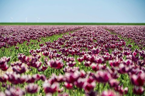 Wide tulip field under a clear sky with purple flowers and green background, Faded tulip field in