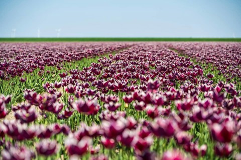 Extensive tulip field with purple flowers under a clear blue sky, Faded tulip field in the province