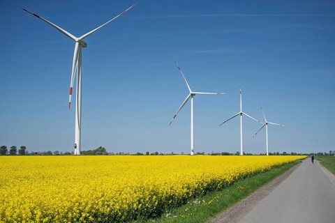 Wind turbines tower above a bright yellow rapeseed field under a bright blue sky, wind turbines on