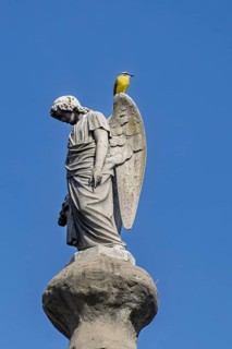Angel figure with yellow bird, Recoleta cemetery, Buenos Aires, capital of Argentina