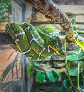 Emerald Tree Boa coiled position on a branch. Vibrant green snake with white lightning bolt