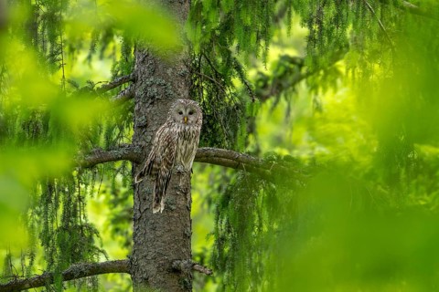 Ural owl (Strix uralensis), owl, on a branch, Koroska, Slovenia