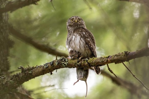 Pygmy Owl (Glaucidium passerinum), owl, with mouse, on branch, Koroska, Slovenia