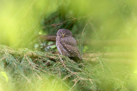 Pygmy Owl (Glaucidium passerinum), owl, on branch, Koroska, Slovenia