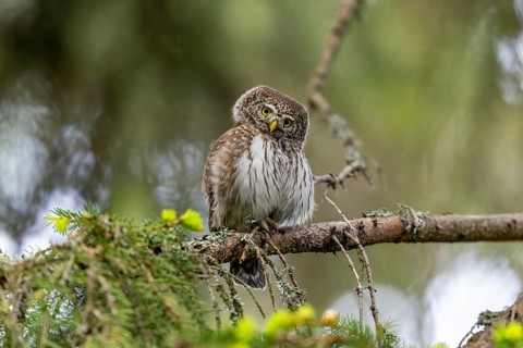 Pygmy Owl (Glaucidium passerinum), owl, on branch, Koroska, Slovenia