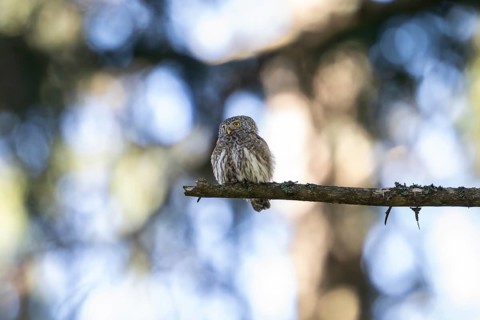 Pygmy Owl (Glaucidium passerinum), owl, on branch, Koroska, Slovenia