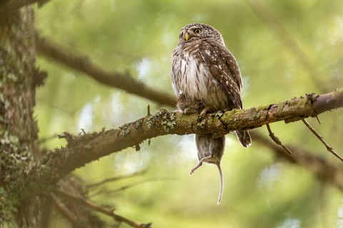 Pygmy Owl (Glaucidium passerinum), owl, with mouse, on branch, Koroska, Slovenia