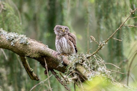 Pygmy Owl (Glaucidium passerinum), owl, on branch, Koroska, Slovenia