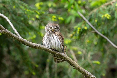 Pygmy Owl (Glaucidium passerinum), owl, on branch, Koroska, Slovenia