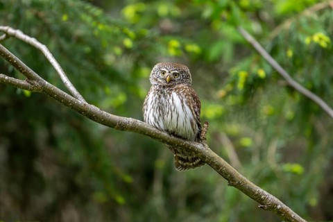 Pygmy Owl (Glaucidium passerinum), owl, on branch, Koroska, Slovenia