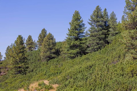 Landscape panorama, Mountain forest, Mountain pines, Autumnal, Uttendorf Pinzgau