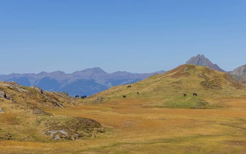 Mountain panorama, Uttendorf Pinzgau, autumn landscape, alpenglow, alpine pasture farming