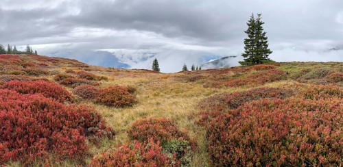 Colourful landscape with fog in autumn, Schladminger Tauern, Schladming, Styria, Austria