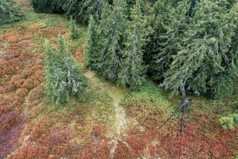 Colourful landscape in autumn, aerial view, Schladminger Tauern, Schladming, Styria, Austria