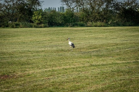 A single stork stands in a green meadow, surrounded by trees under a clear sky, Weser cycle path,