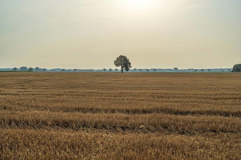 A wide field with a single tree under a pale sky and gentle sun, Weser cycle path, Nienburg Weser