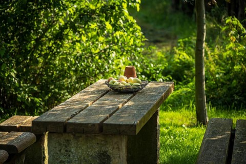 Wooden bench and table in the garden with fruit bowl, surrounded by lush greenery and sunlight,