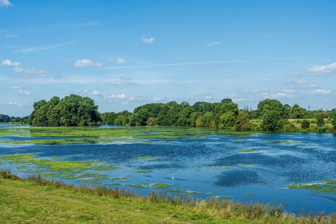 An expansive river landscape with algae in the water and green meadows, Weser cycle path, Weser,