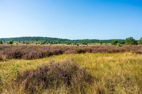 Landscape with heather and yellow grass in front of rolling hills under a clear sky,