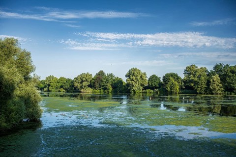 Calm lake with floating plants, surrounded by dense green forest and clear sky, Emssee near