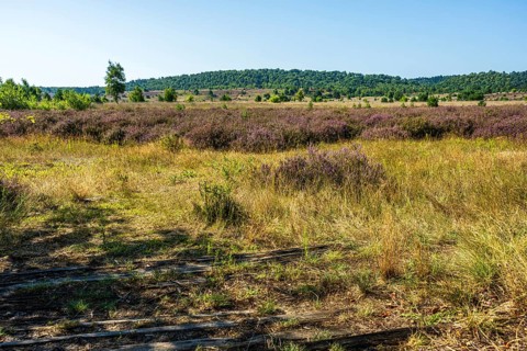Sunny landscape with purple heather and path in the shady grass, rolling hills in the background,