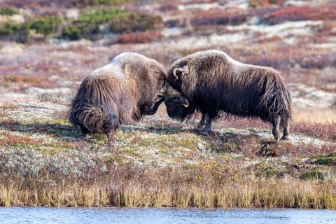 Musk oxen (Ovibos moschatus), bulls fighting in autumnal tundra, Dovrefjell-Sunndalsfjella National