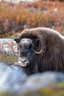 Musk ox (Ovibos moschatus), female in autumnal tundra, Dovrefjell-Sunndalsfjella National Park,