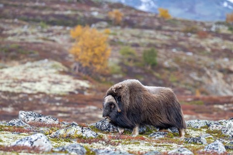 Musk ox (Ovibos moschatus), bull in autumnal tundra, Dovrefjell-Sunndalsfjella National Park,