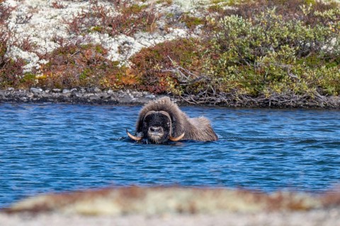 Musk ox (Ovibos moschatus), swimming in lake, Dovrefjell-Sunndalsfjella National Park, Norway