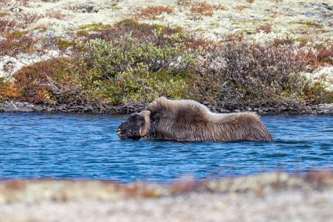 Musk ox (Ovibos moschatus), swimming in lake, Dovrefjell-Sunndalsfjella National Park, Norway