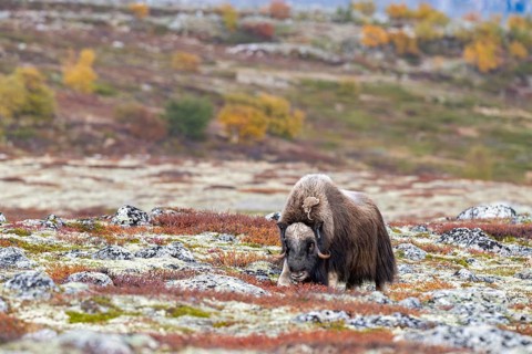Musk ox (Ovibos moschatus), bull in autumnal tundra, Dovrefjell-Sunndalsfjella National Park,