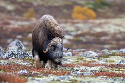Musk ox (Ovibos moschatus), bull in autumnal tundra, Dovrefjell-Sunndalsfjella National Park,
