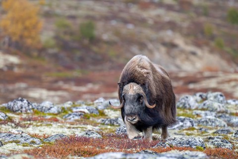 Musk ox (Ovibos moschatus), bull in autumnal tundra, Dovrefjell-Sunndalsfjella National Park,